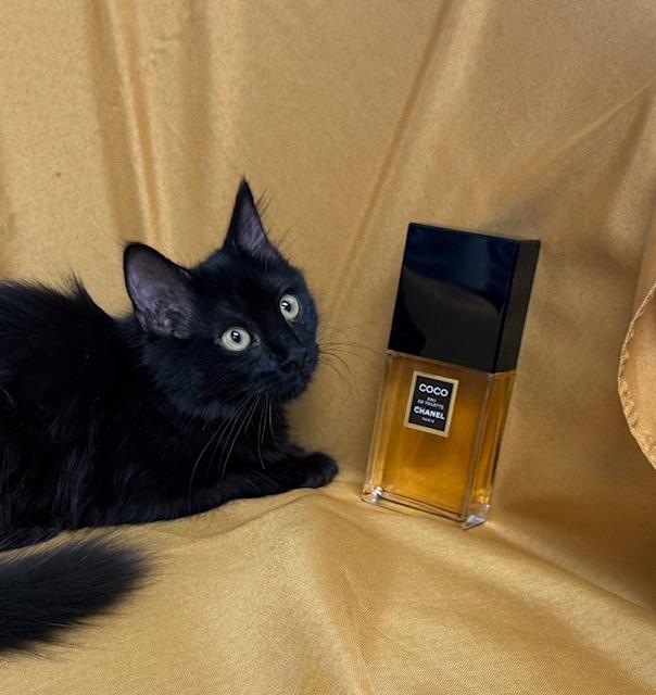 Coco Chanel "Mademoiselle" Bonded with Mr. P, a Adoptable Domestic Medium Hair in Fort Worth, TX image 1/4