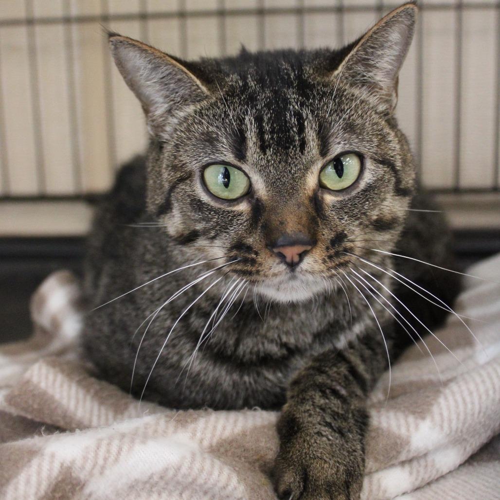 Enlarge Mia, a Adoptable Domestic Short Hair in Cleveland, MS image 1/3