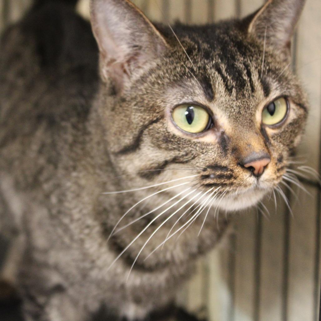 Enlarge Mia, a Adoptable Domestic Short Hair in Cleveland, MS image 3/3