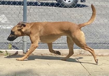 Enlarge Jan, a ADOPTABLE Belgian Shepherd / Malinois in Glasgow, KY image 2/2