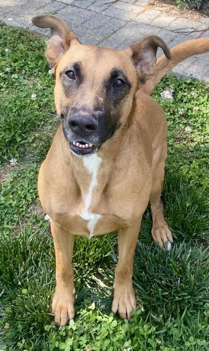 Jan, ADOPTABLE, Adult Female Belgian Shepherd / Malinois.