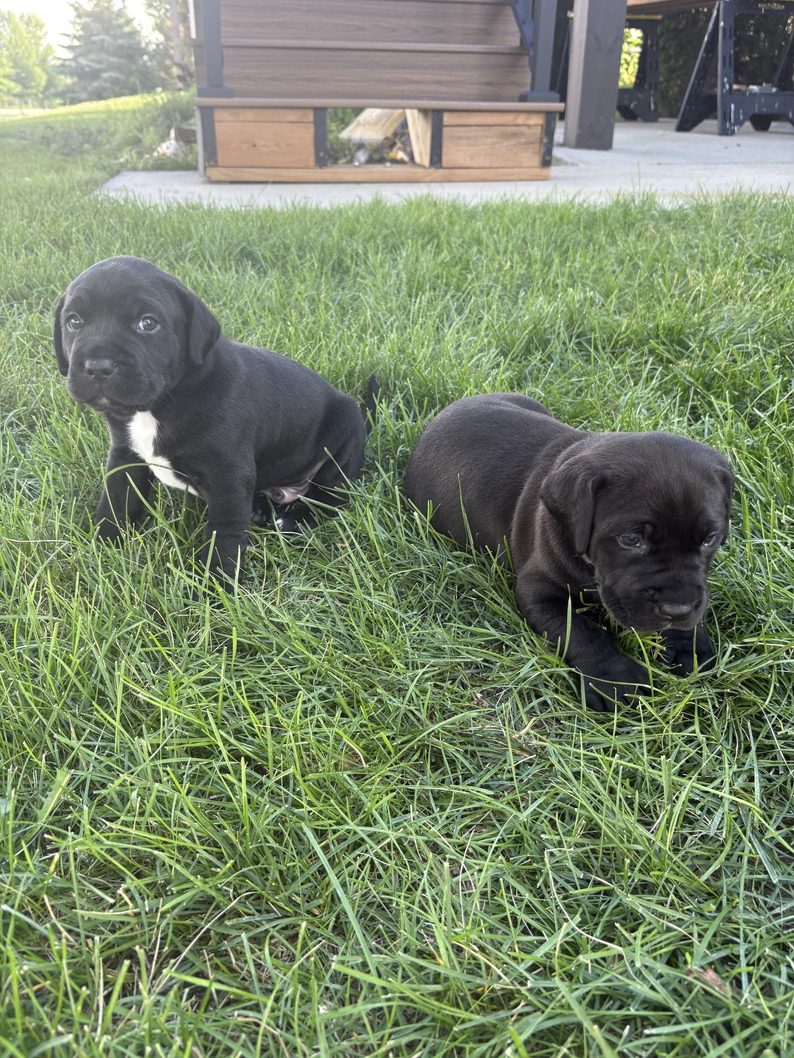 Naz, Adopted, Puppy Male Pit Bull Terrier.