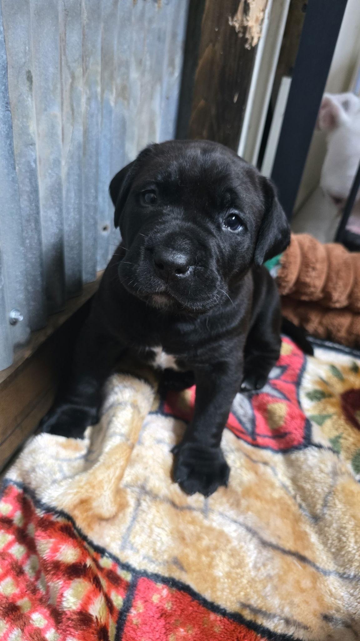 Enlarge Naz, a Adopted Pit Bull Terrier in Saint Paul, MN image 2/3