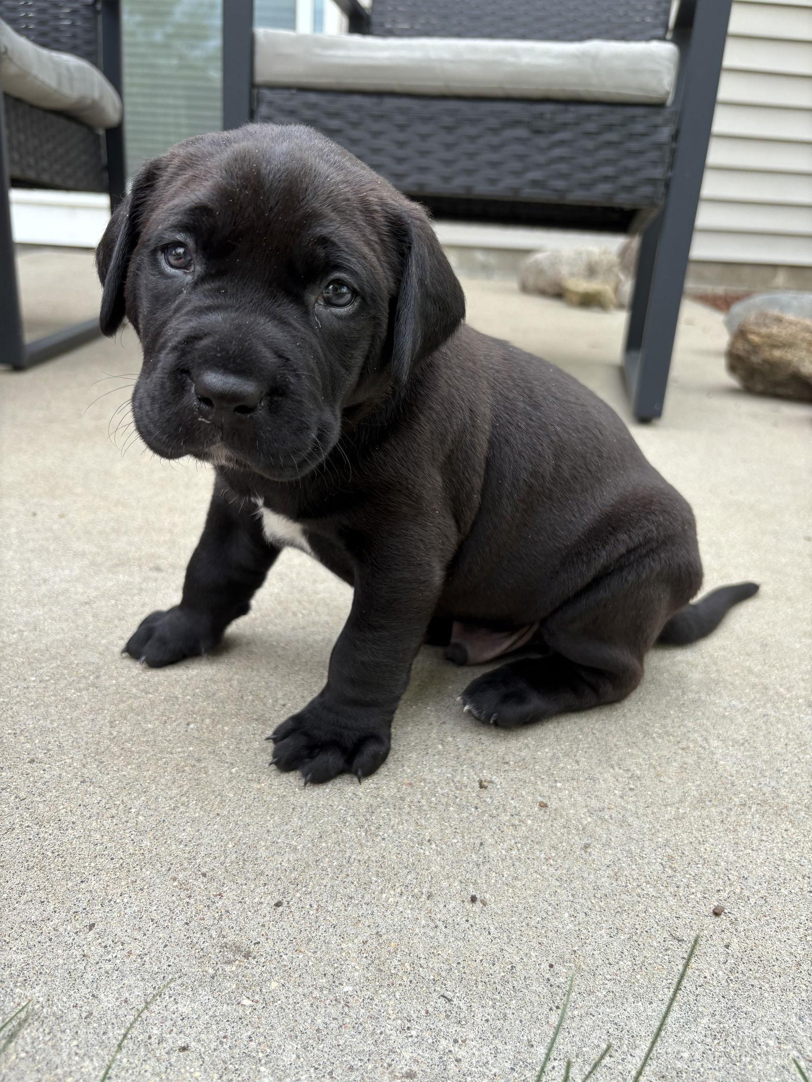 Enlarge Naz, a Adopted Pit Bull Terrier in Saint Paul, MN image 3/3