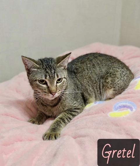 Enlarge Gretel, a ADOPTABLE mixed breed in Englewood, FL image 1/1
