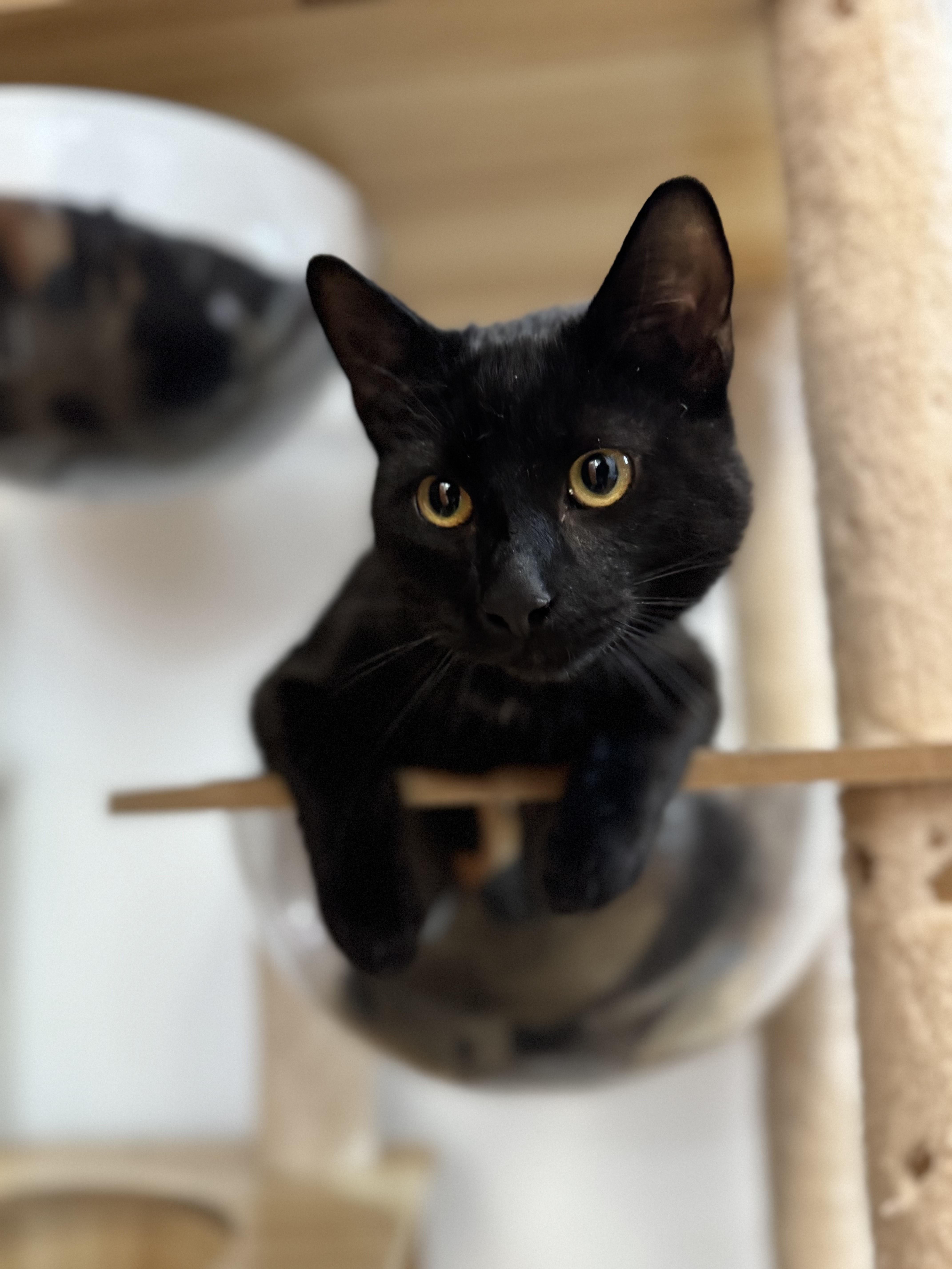 Enlarge Scotty, a ADOPTABLE Domestic Short Hair in North Haven, CT image 2/2