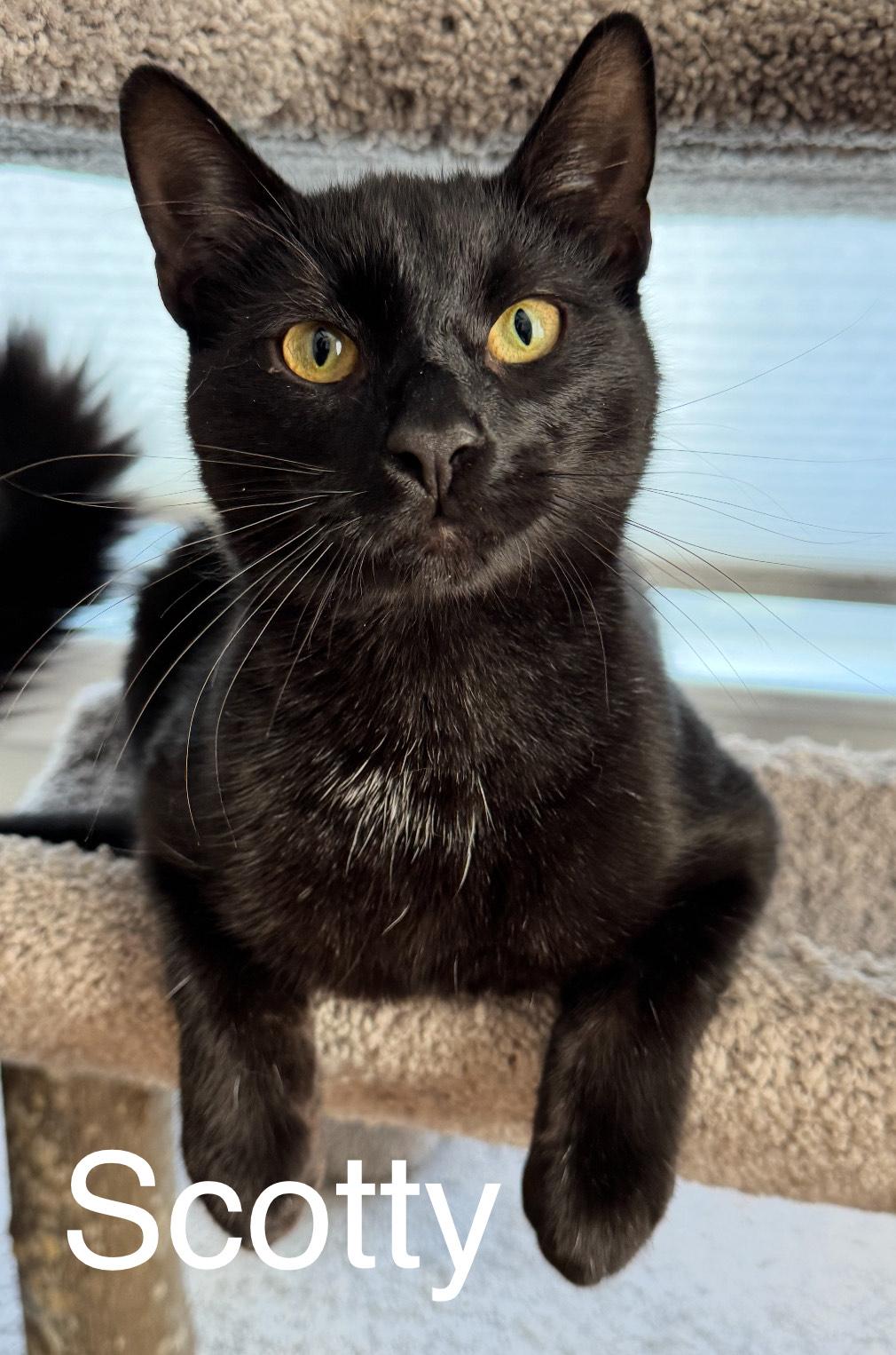 Scotty, ADOPTABLE, Kitten Male Domestic Short Hair.