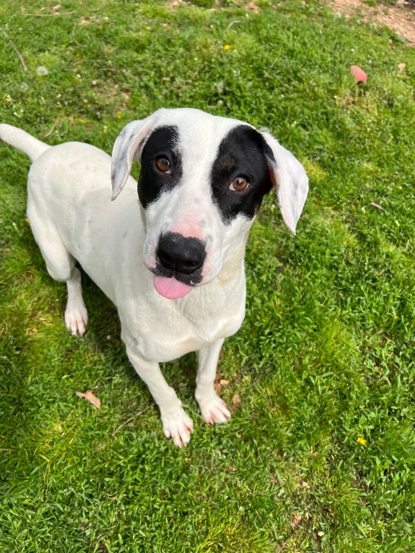 Harry, a Adoptable mixed breed in Yellville, AR image 2/11
