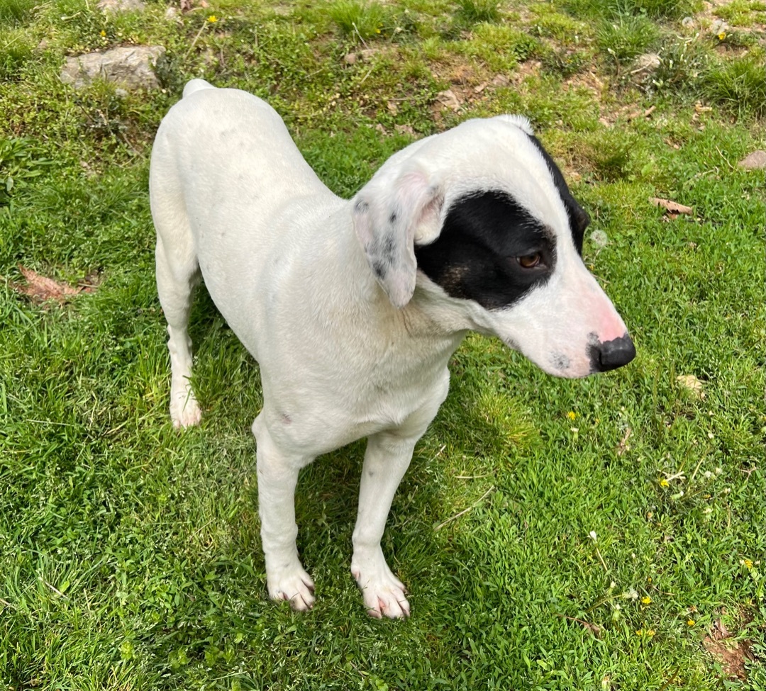 Harry, a Adoptable mixed breed in Yellville, AR image 3/11