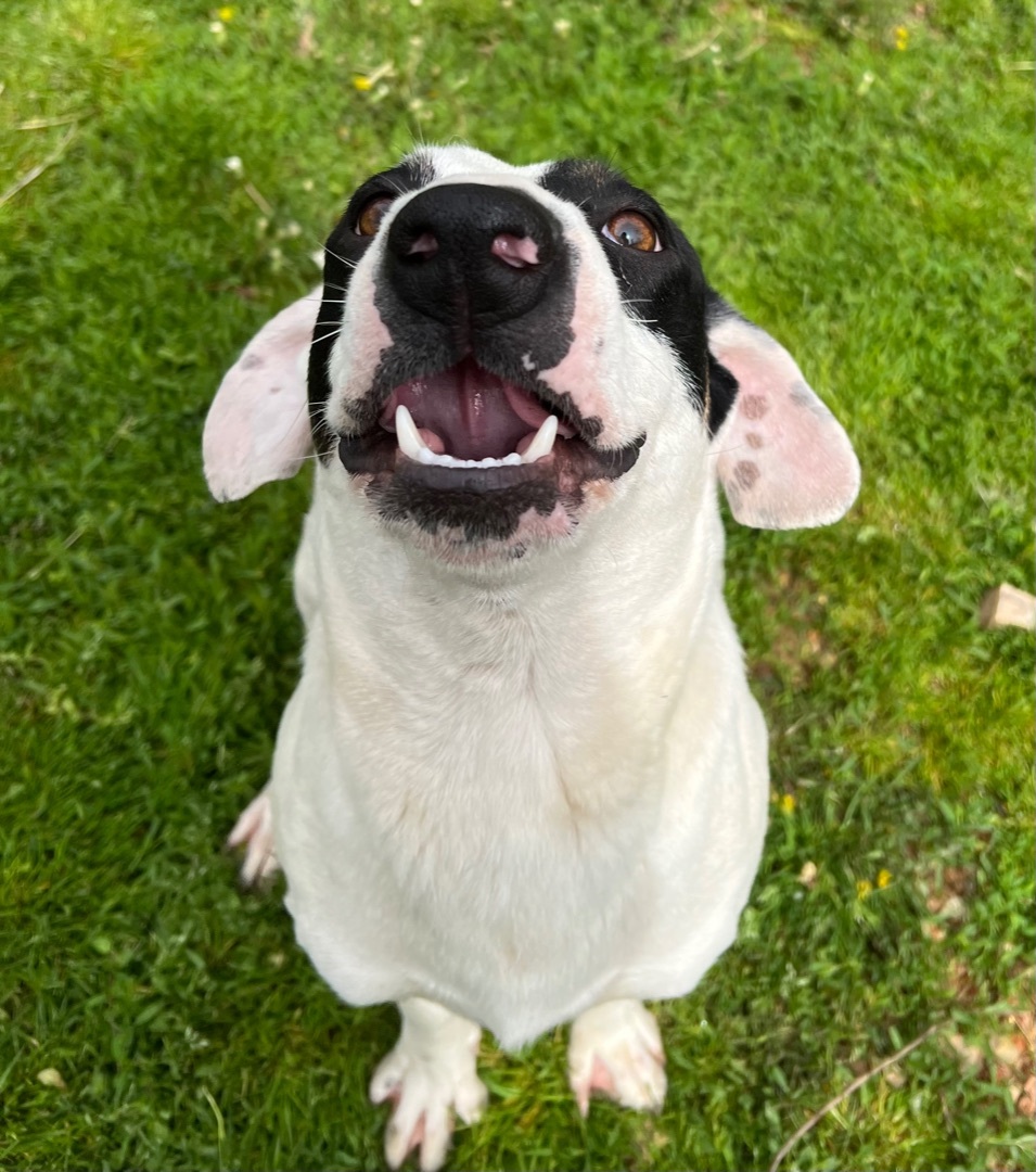 Harry, a Adoptable mixed breed in Yellville, AR image 5/11