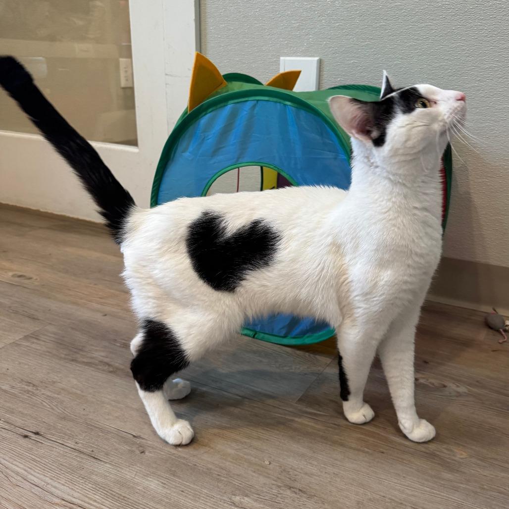 Cupid, Adoptable, Adult Male Domestic Short Hair.