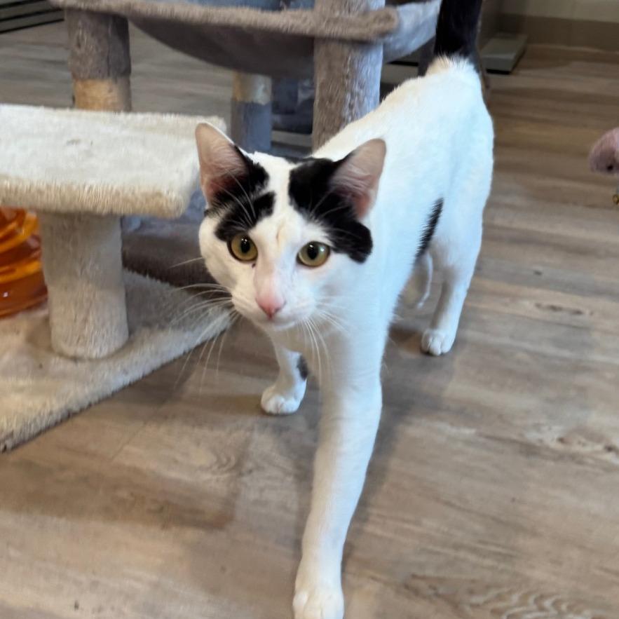 Enlarge Cupid, a Adoptable Domestic Short Hair in Saint Charles, MO image 2/4
