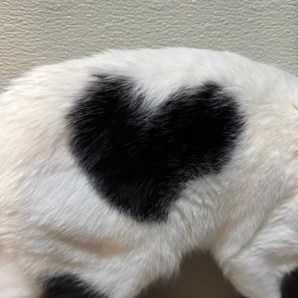 Enlarge Cupid, a Adoptable Domestic Short Hair in Saint Charles, MO image 3/4