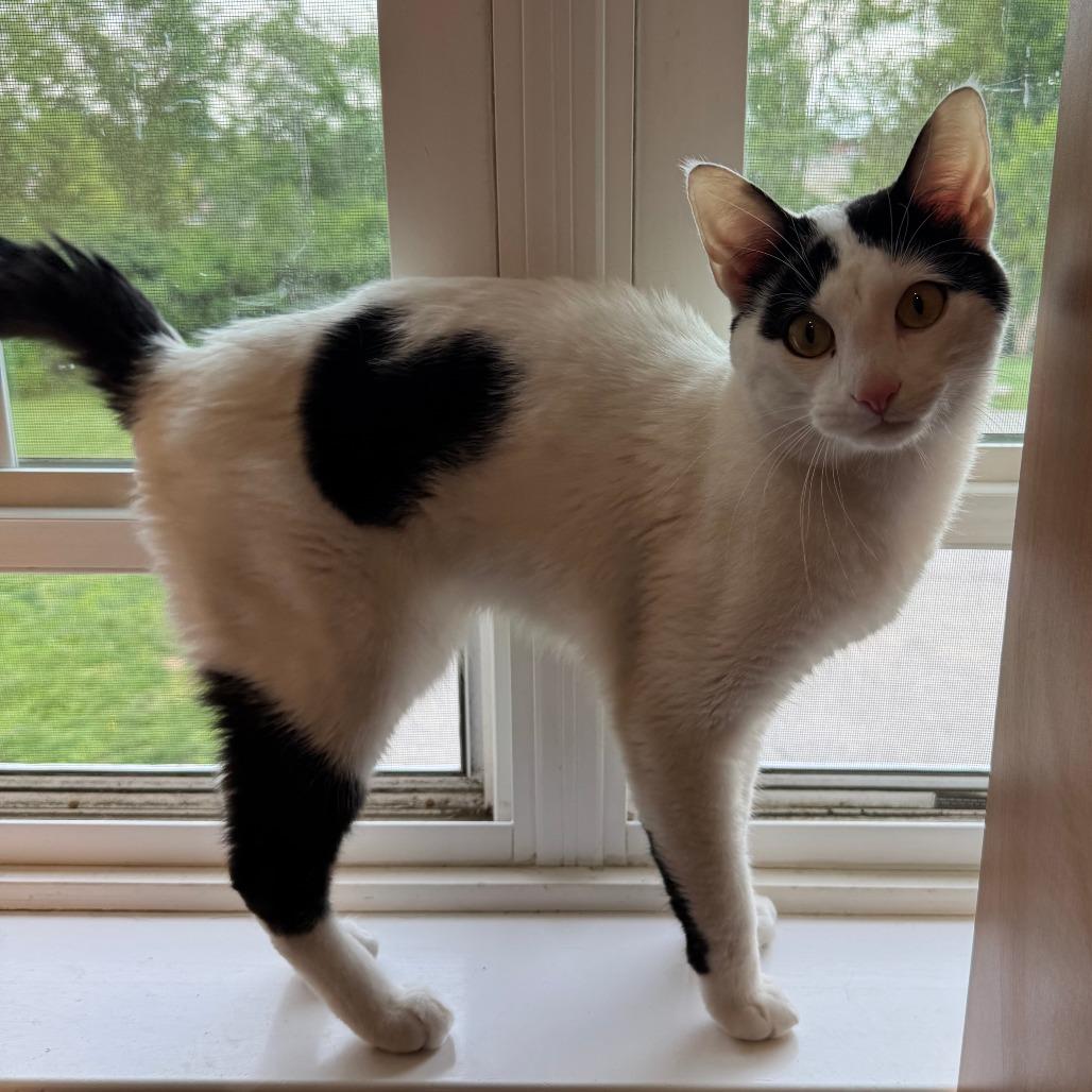Enlarge Cupid, a Adoptable Domestic Short Hair in Saint Charles, MO image 4/4