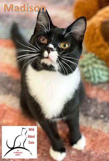 Madison, Adoptable, Young Female Domestic Short Hair.