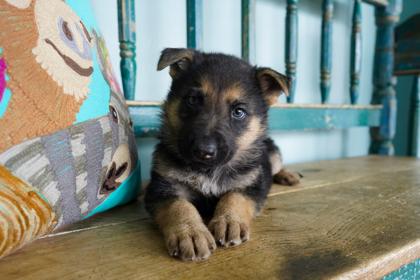 Berry, Adoptable, Puppy Male German Shepherd Dog & Mixed Breed.