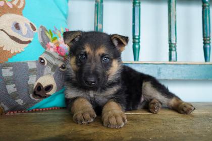 Enlarge Berry, a Adoptable mixed breed in San Antonio, TX image 2/3