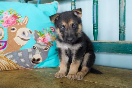 Enlarge Berry, a Adoptable mixed breed in San Antonio, TX image 3/3