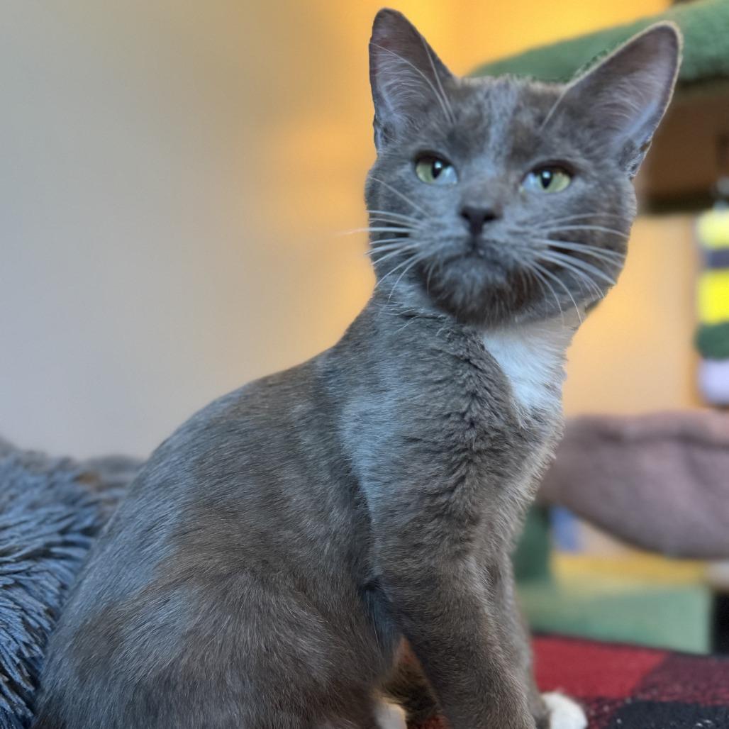 Cleveland, Adoptable, Young Male Domestic Short Hair.