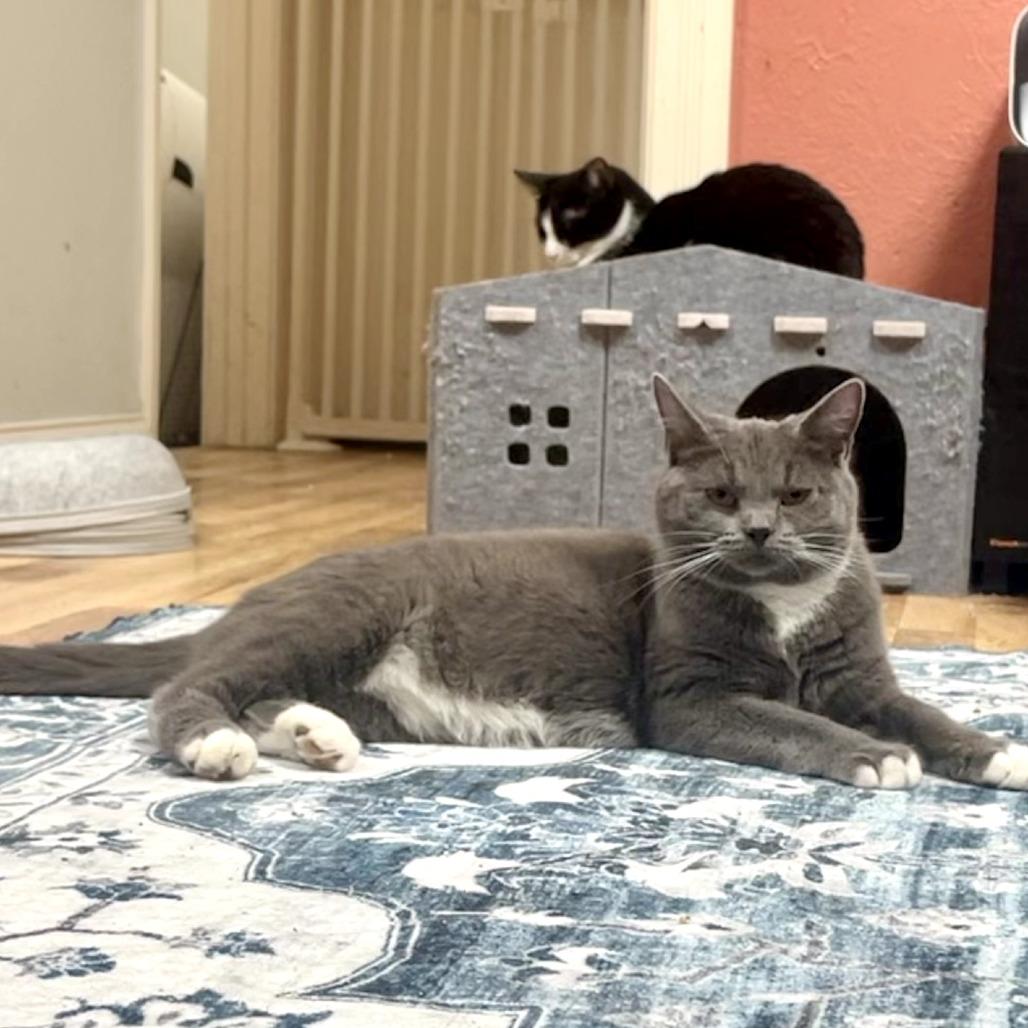 Enlarge Cleveland, a Adoptable Domestic Short Hair in Greenfield, IN image 2/2