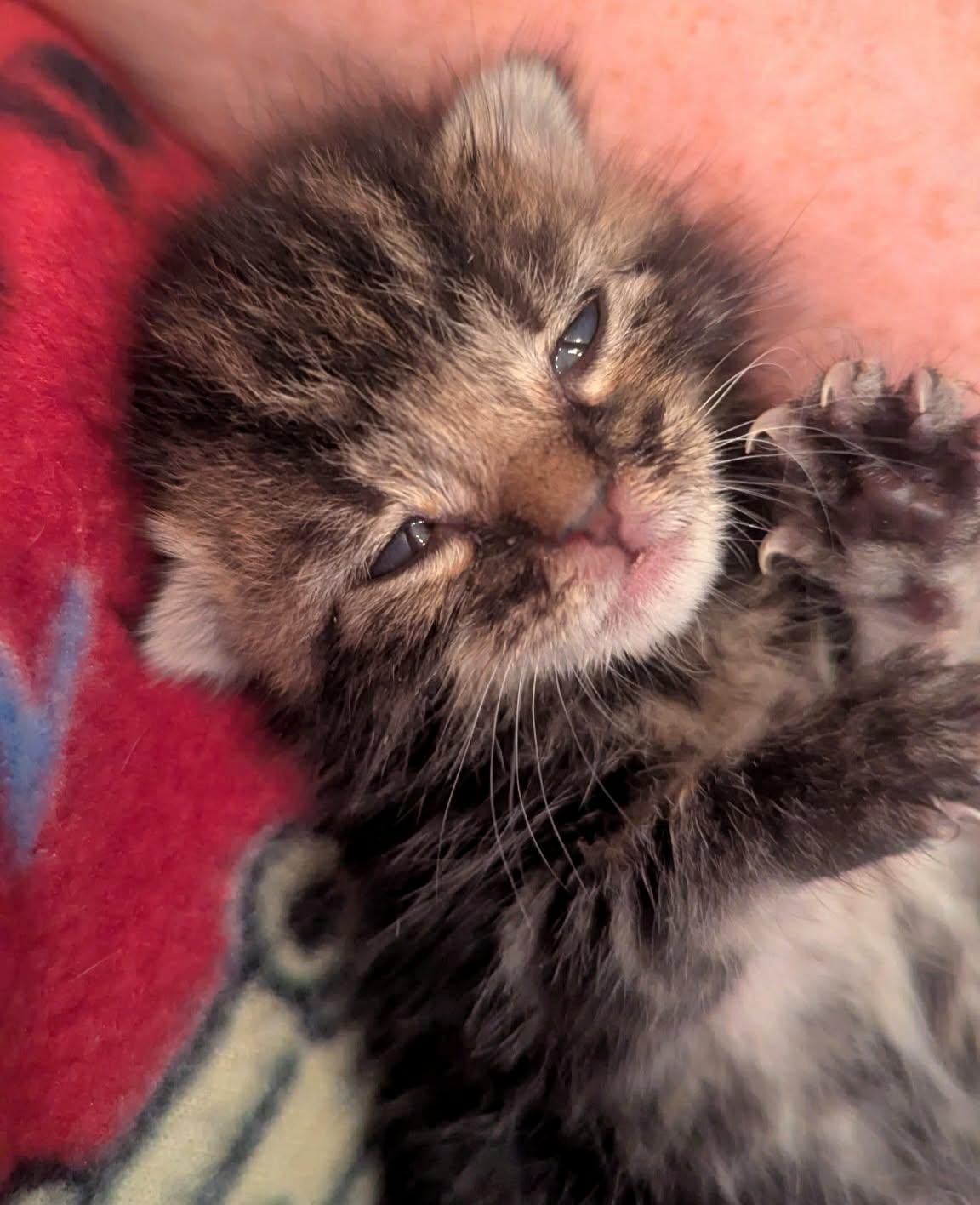 Enlarge Charlie, a Adopted Domestic Medium Hair in McDonough, GA image 4/5