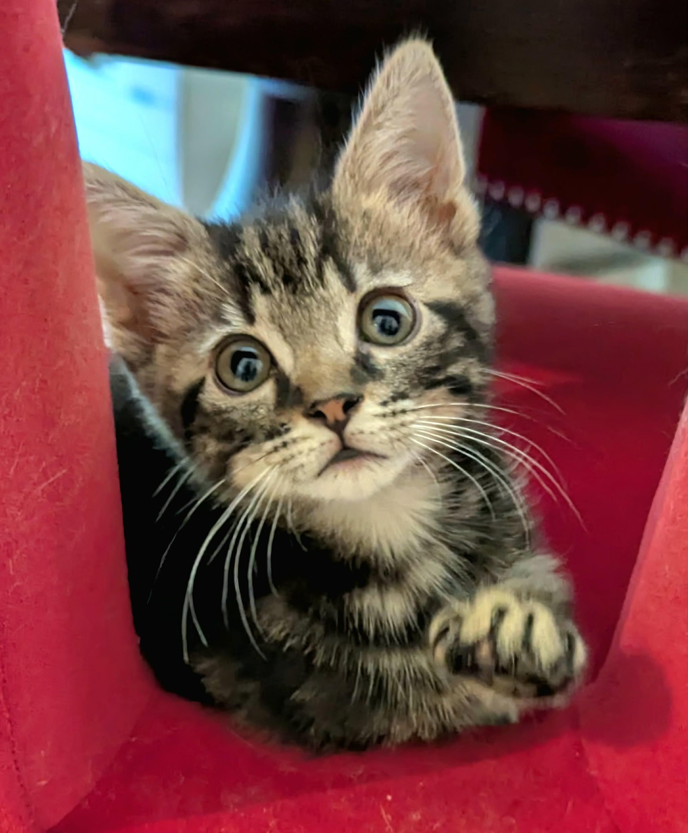 Enlarge Charlie, a Adopted Domestic Medium Hair in McDonough, GA image 2/5