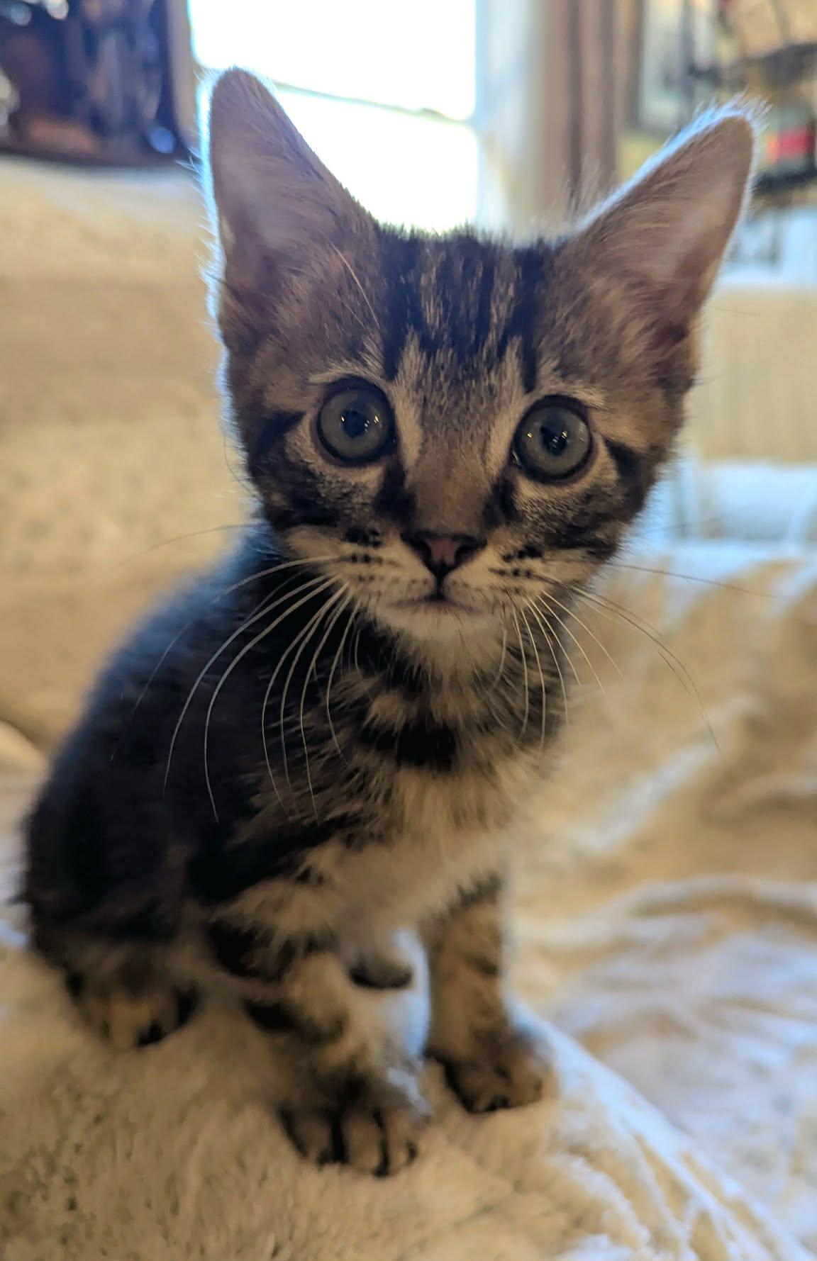 Enlarge Charlie, a Adopted Domestic Medium Hair in McDonough, GA image 3/5