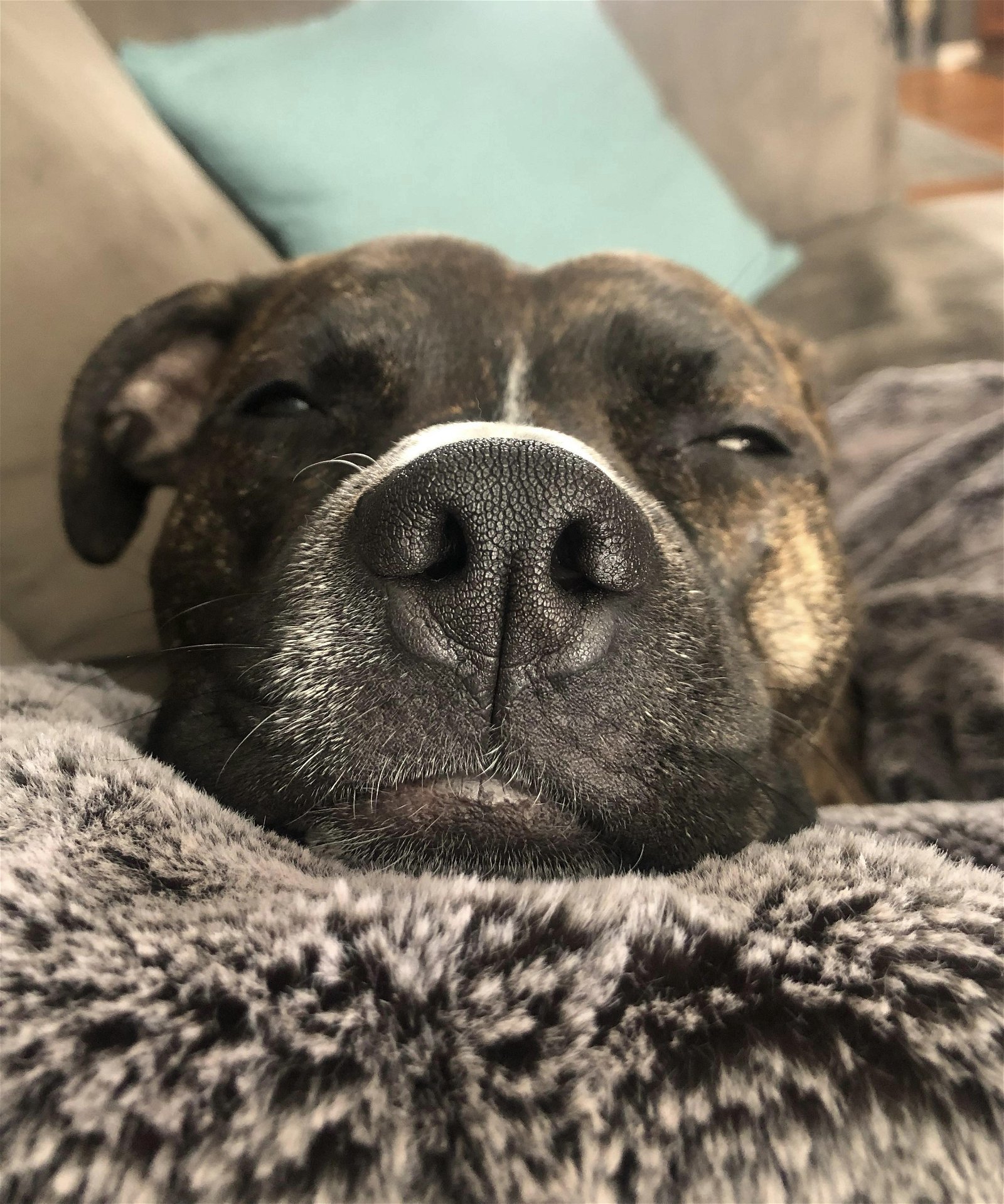 Izzy, Adoptable, Adult Female Pit Bull Terrier & Boxer.