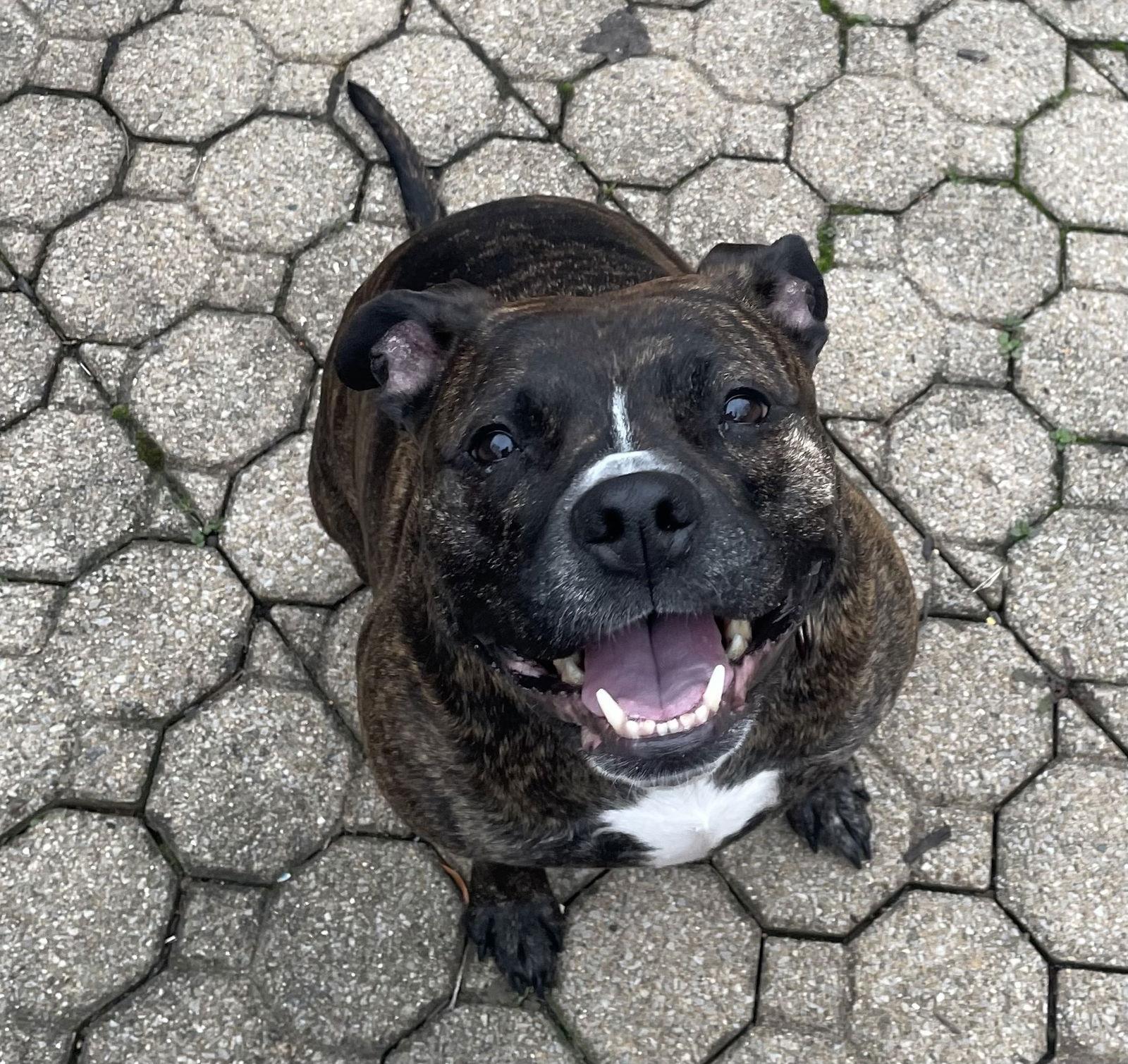 Izzy, Adoptable, Adult Female Pit Bull Terrier & Boxer.