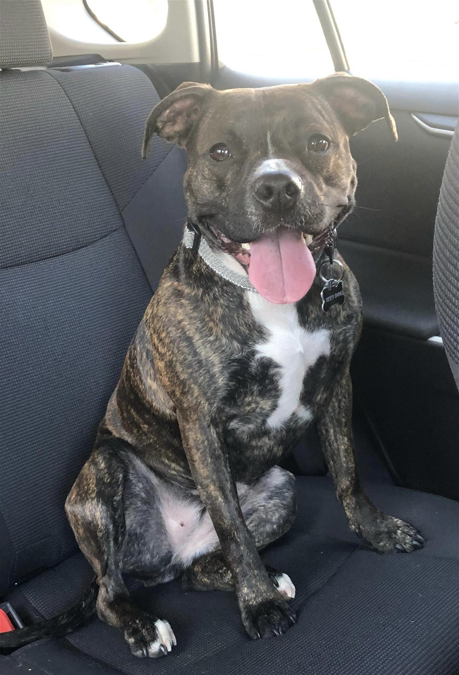 Enlarge Izzy, a Adoptable mixed breed in Gates Mills, OH image 2/4