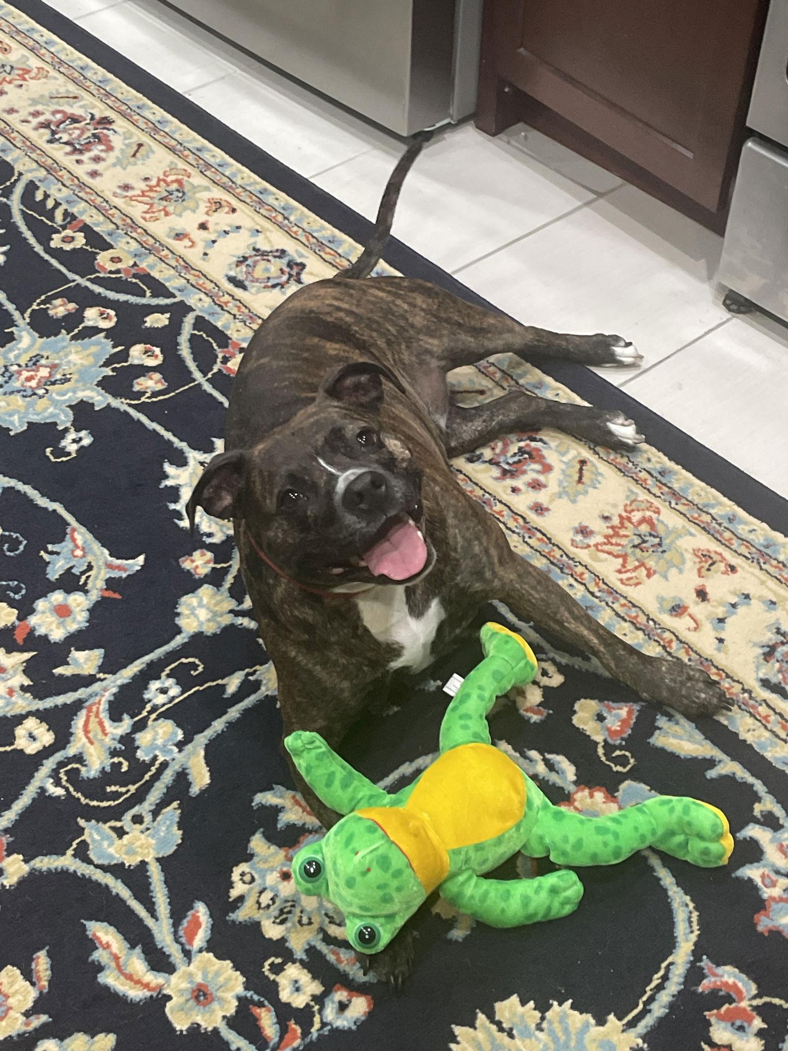 Enlarge Izzy, a Adoptable mixed breed in Gates Mills, OH image 2/3