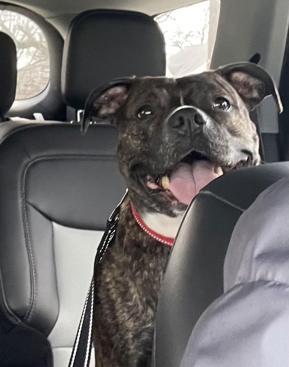 Enlarge Izzy, a Adoptable mixed breed in Gates Mills, OH image 2/3