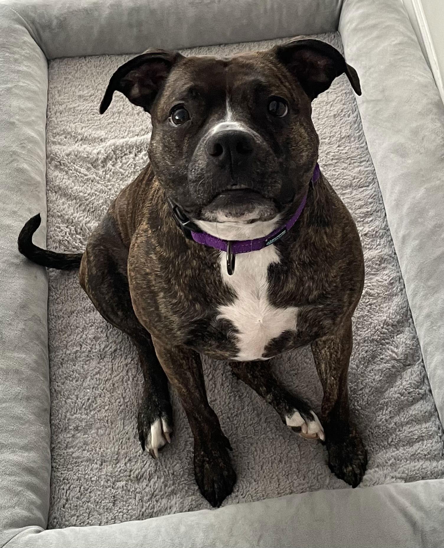 Enlarge Izzy, a Adoptable mixed breed in Gates Mills, OH image 3/3