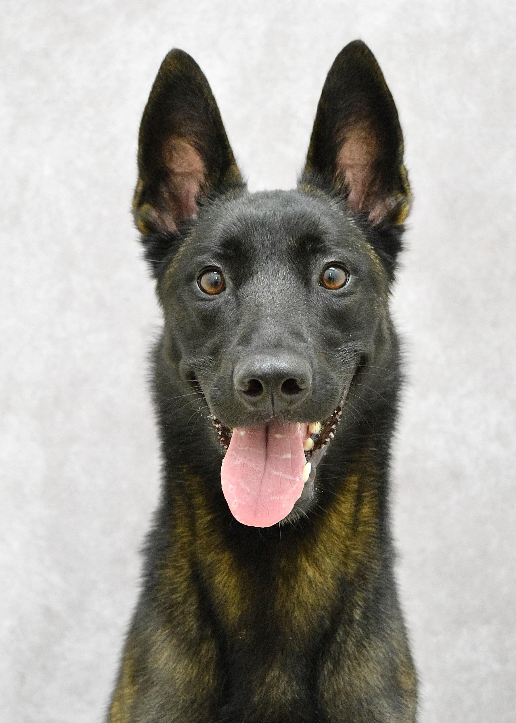 Kahlua, a ADOPTABLE Belgian Shepherd / Malinois in Dublin, CA image 4/5