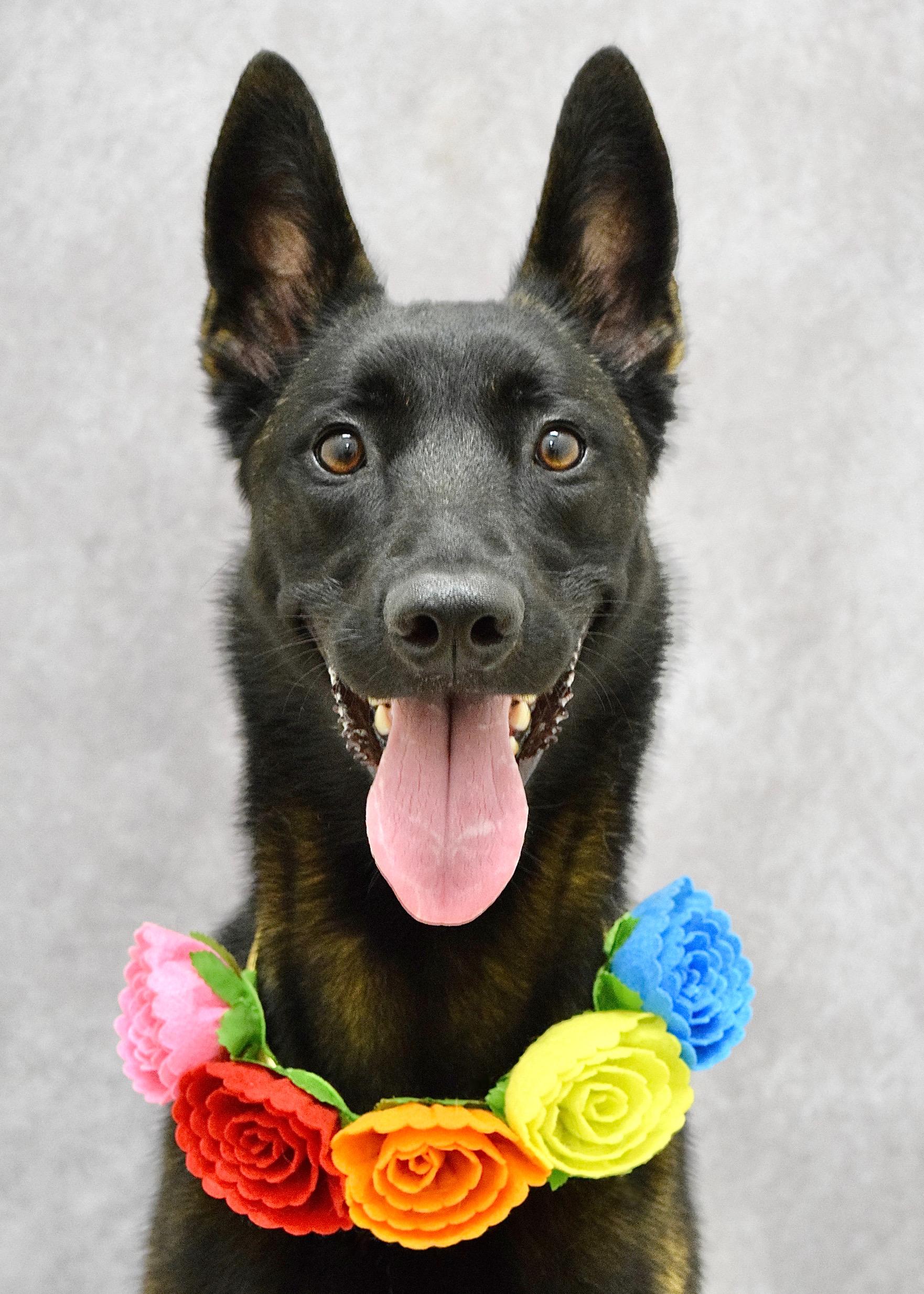 Kahlua, ADOPTABLE, Young Female Belgian Shepherd / Malinois.