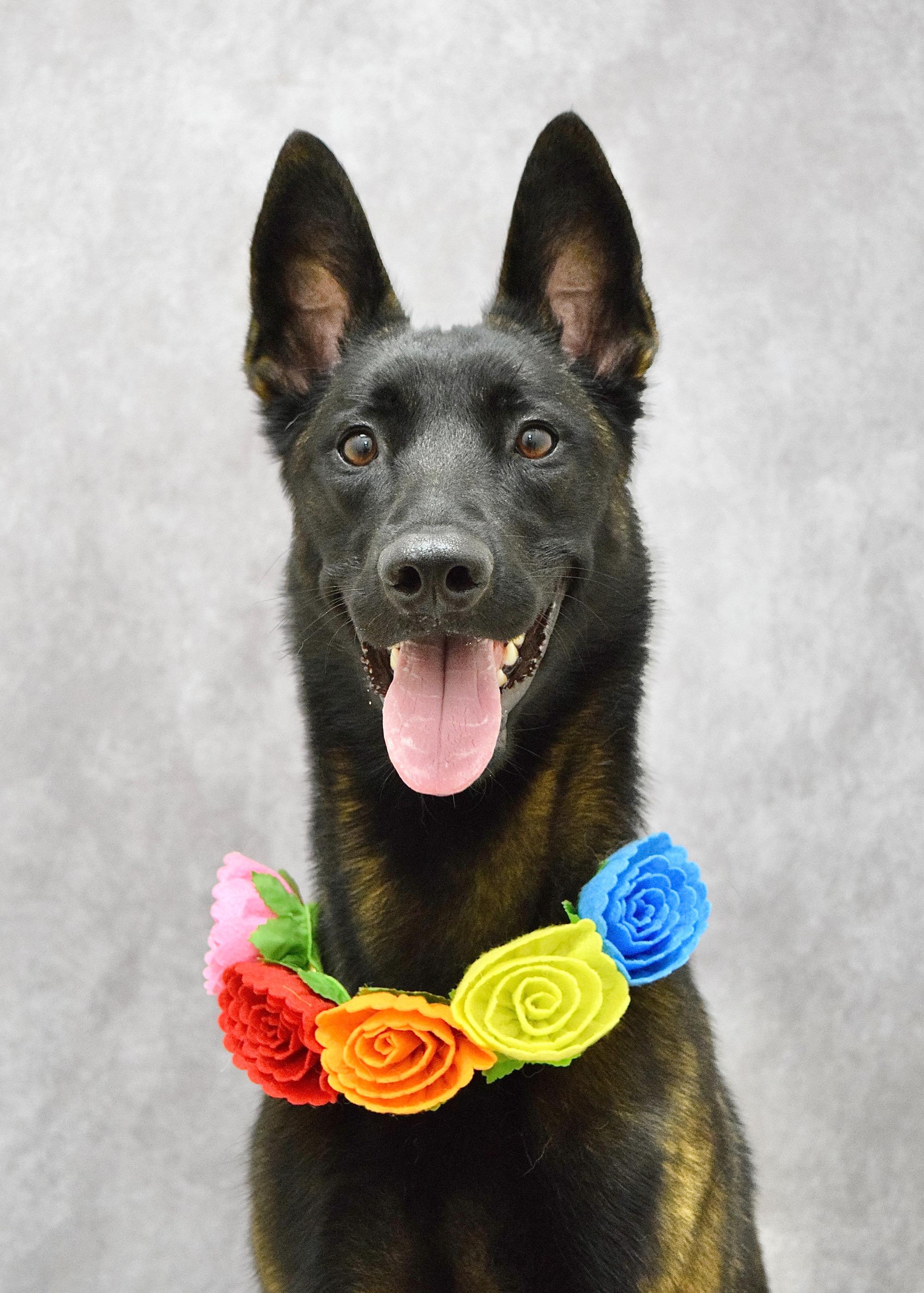 Kahlua, a ADOPTABLE Belgian Shepherd / Malinois in Dublin, CA image 2/5