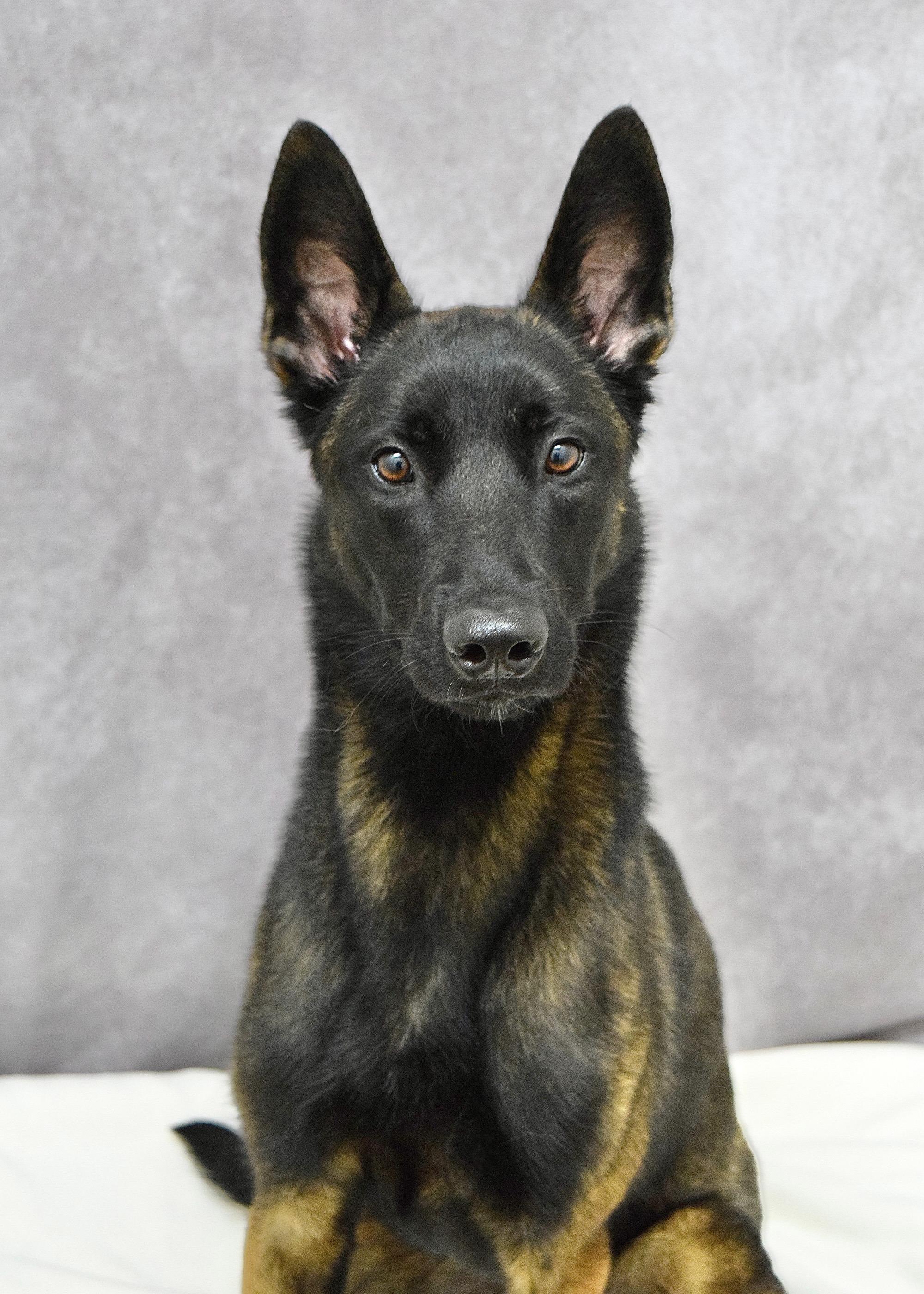 Kahlua, a ADOPTABLE Belgian Shepherd / Malinois in Dublin, CA image 5/5