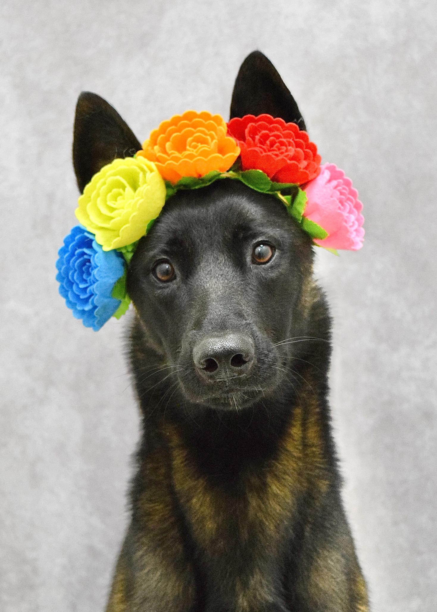 Kahlua, a ADOPTABLE Belgian Shepherd / Malinois in Dublin, CA image 3/5