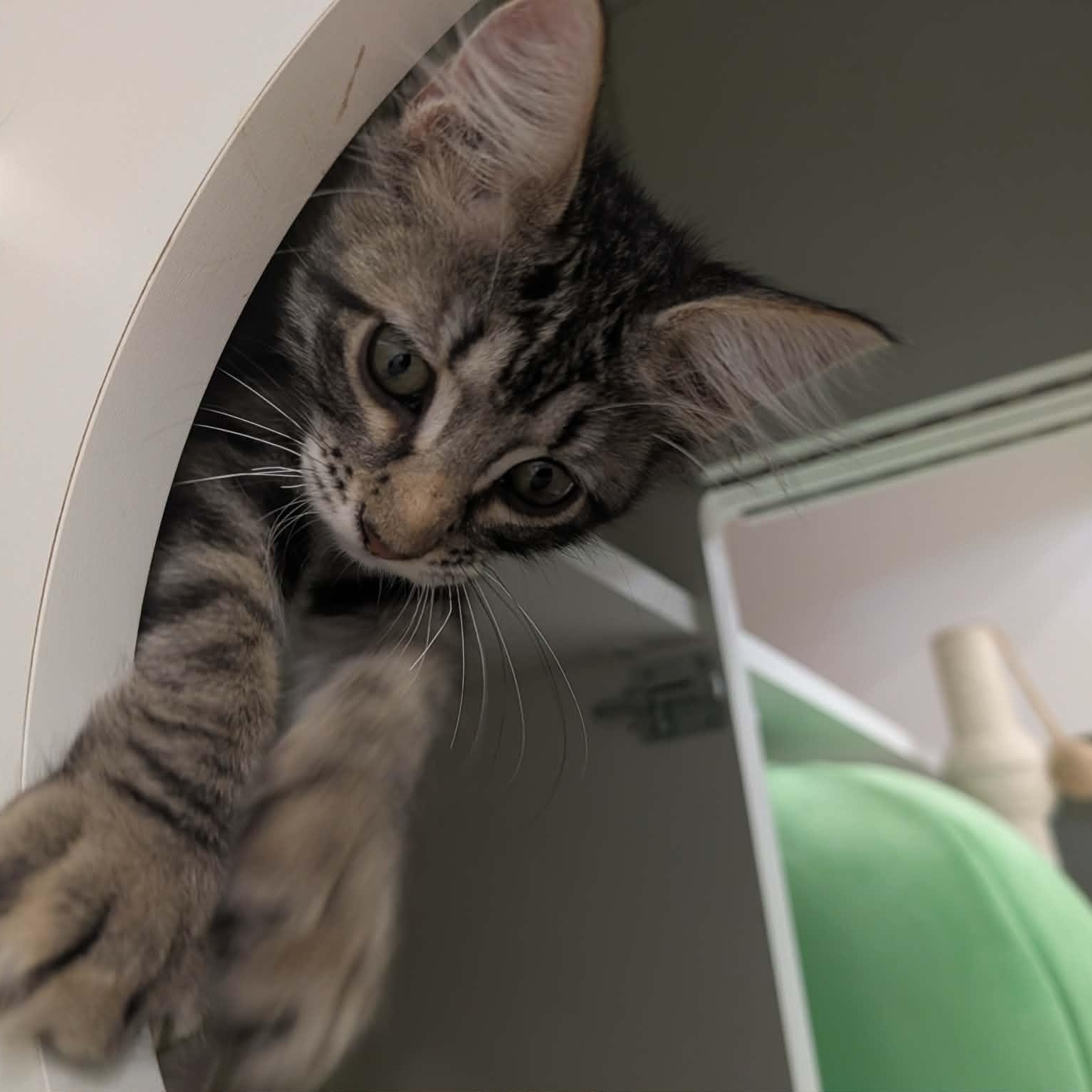 Enlarge Cher, a Adoptable Domestic Medium Hair in Chandler, AZ image 2/2