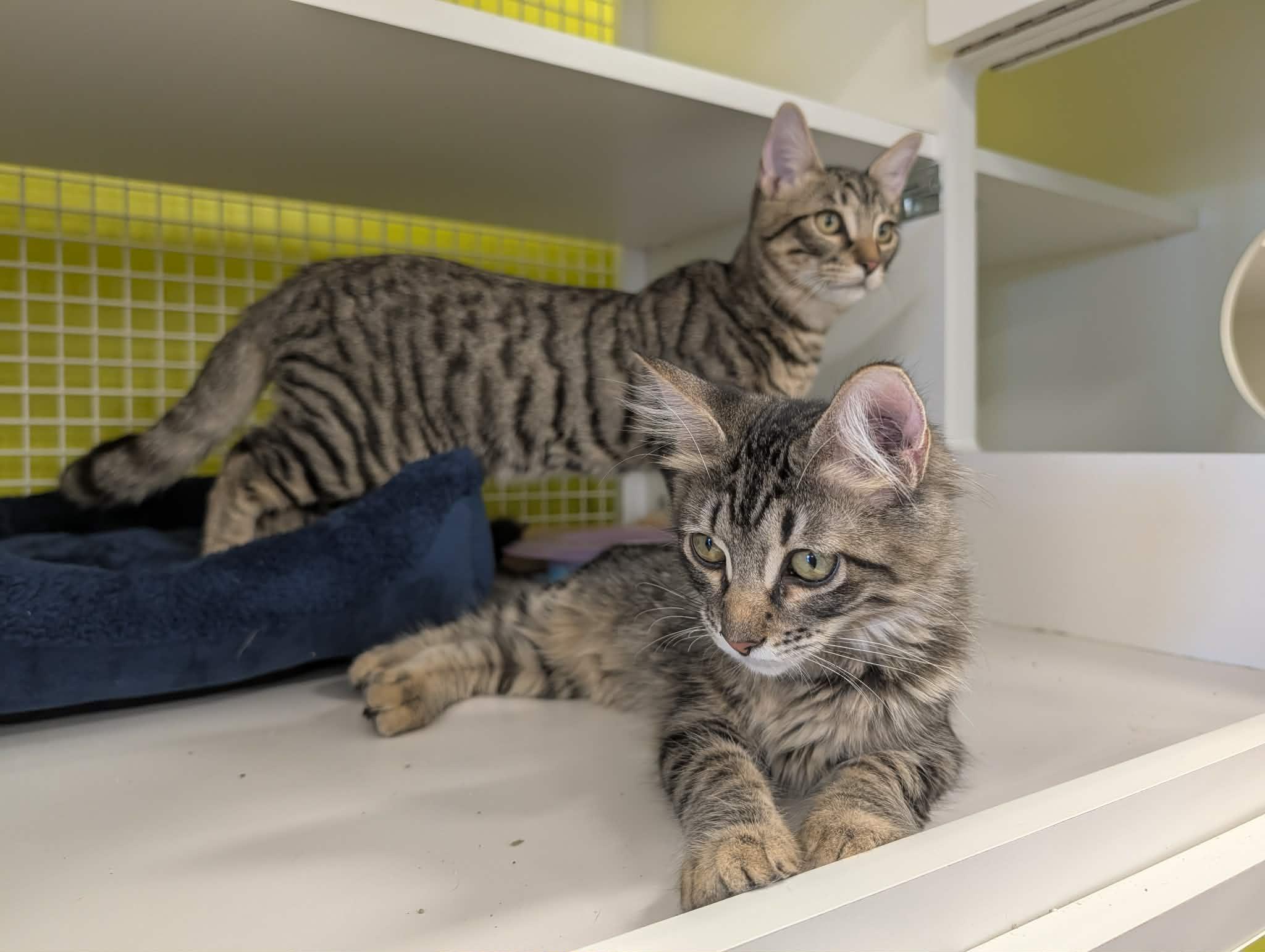 Enlarge Cher, a Adoptable Domestic Medium Hair in Chandler, AZ image 5/5