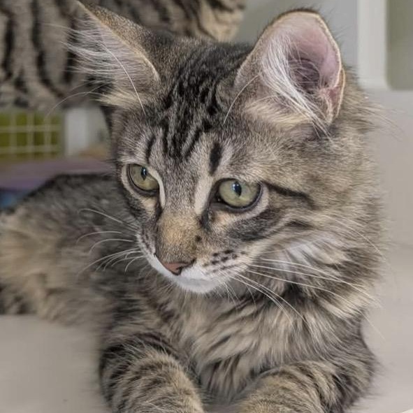 Enlarge Cher, a Adoptable Domestic Medium Hair in Chandler, AZ image 1/5