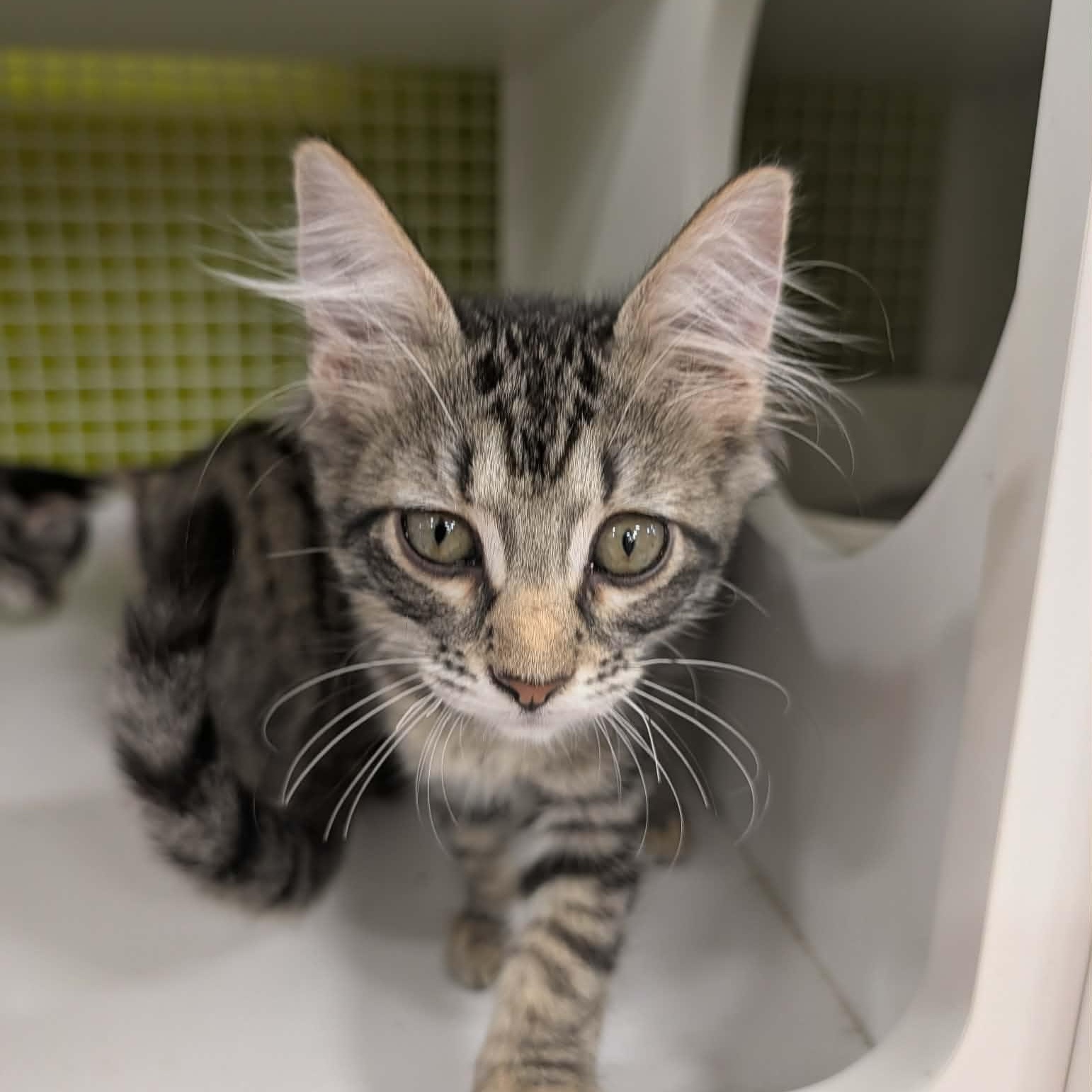 Enlarge Cher, a Adoptable Domestic Medium Hair in Chandler, AZ image 1/2