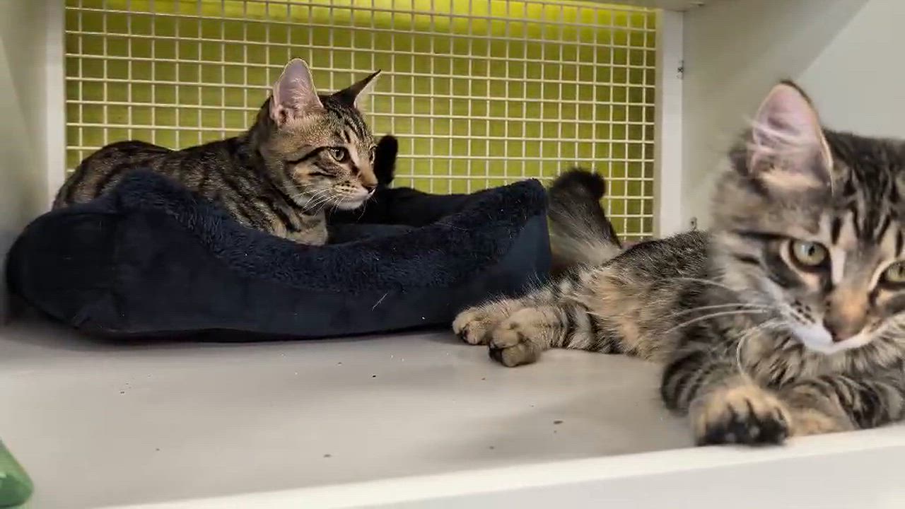 Enlarge Cher, a Adoptable Domestic Medium Hair in Chandler, AZ video 4/5
