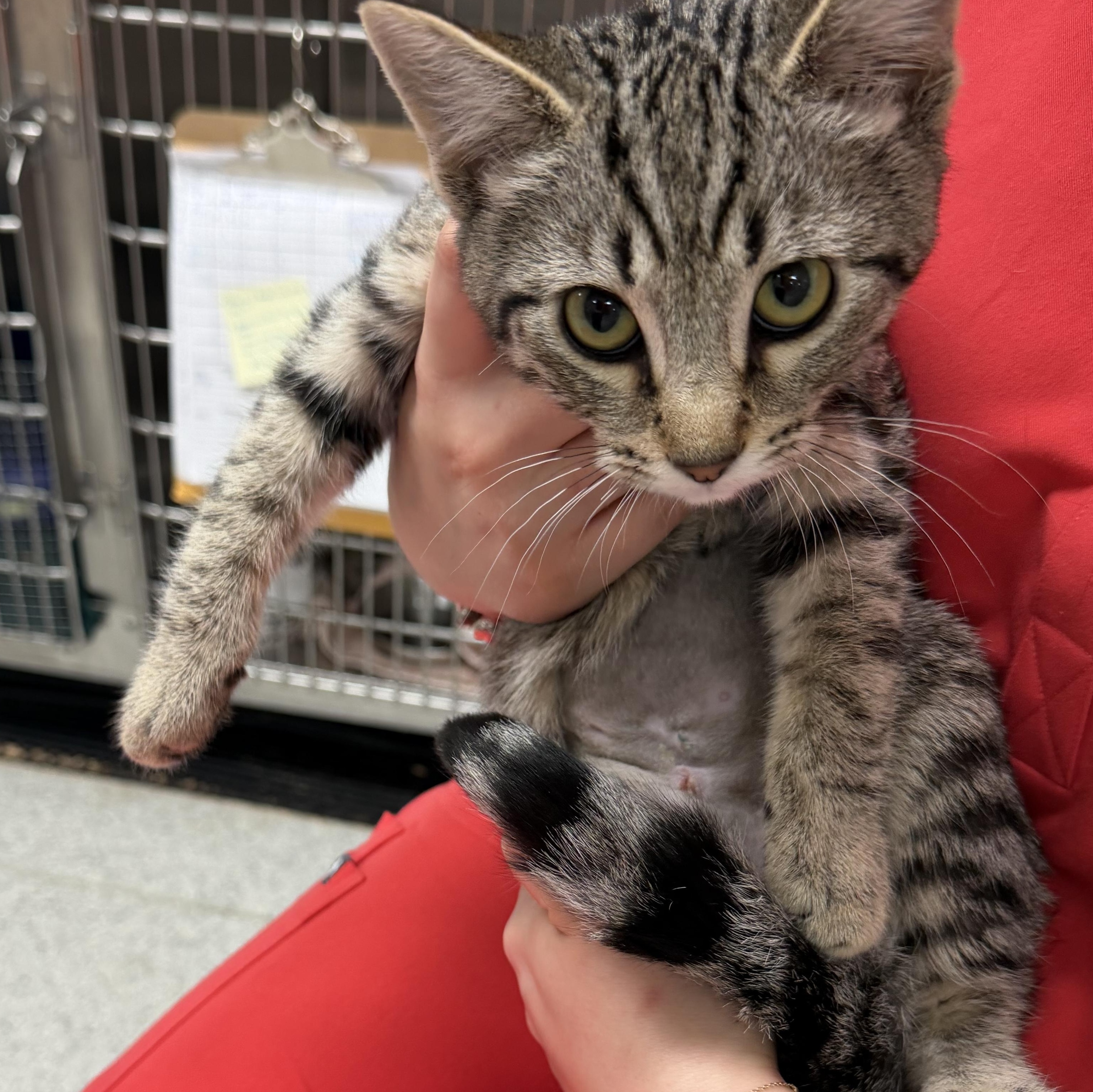 Enlarge Dolly, a Adoptable Domestic Short Hair in Kent, WA image 2/2