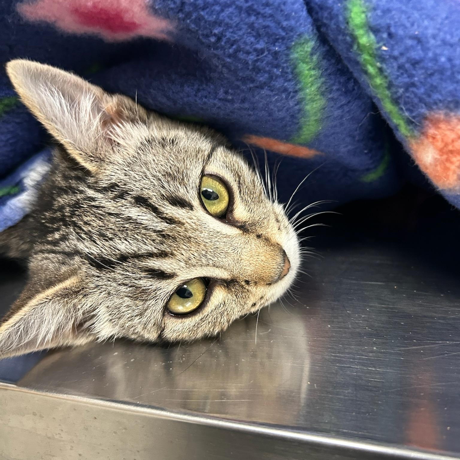 Dolly, Adoptable, Kitten Female Domestic Short Hair.
