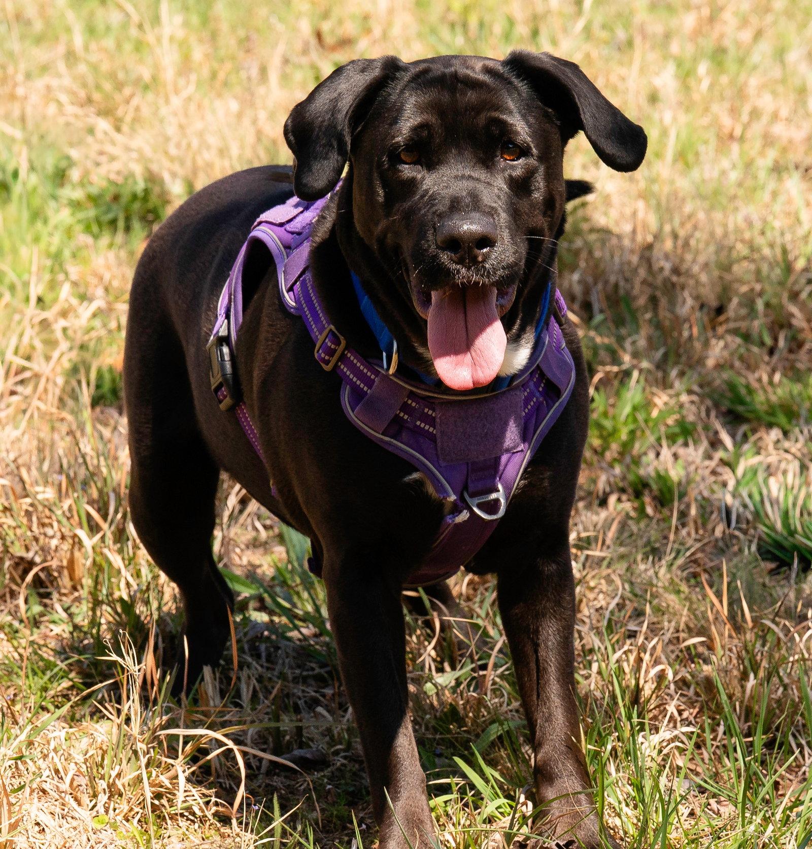 Enlarge Maggie, a Adoptable Labrador Retriever in Blairsville, GA image 3/3