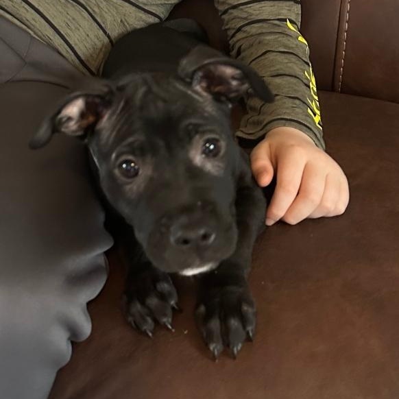 Enlarge Luna, a Adoptable mixed breed in Colonial Heights, VA image 1/2