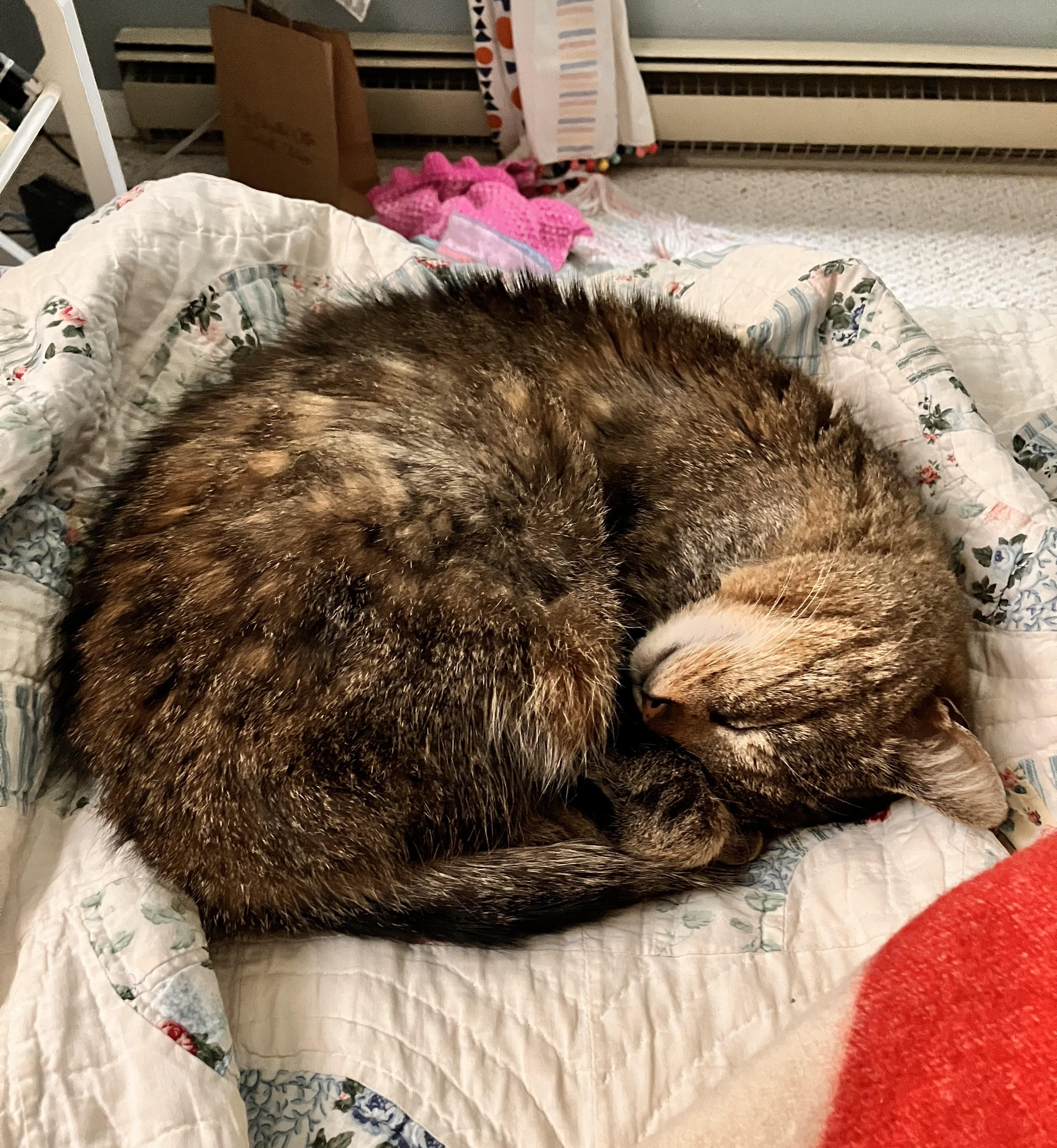 Meeka, Adoptable, Senior Female Domestic Medium Hair.