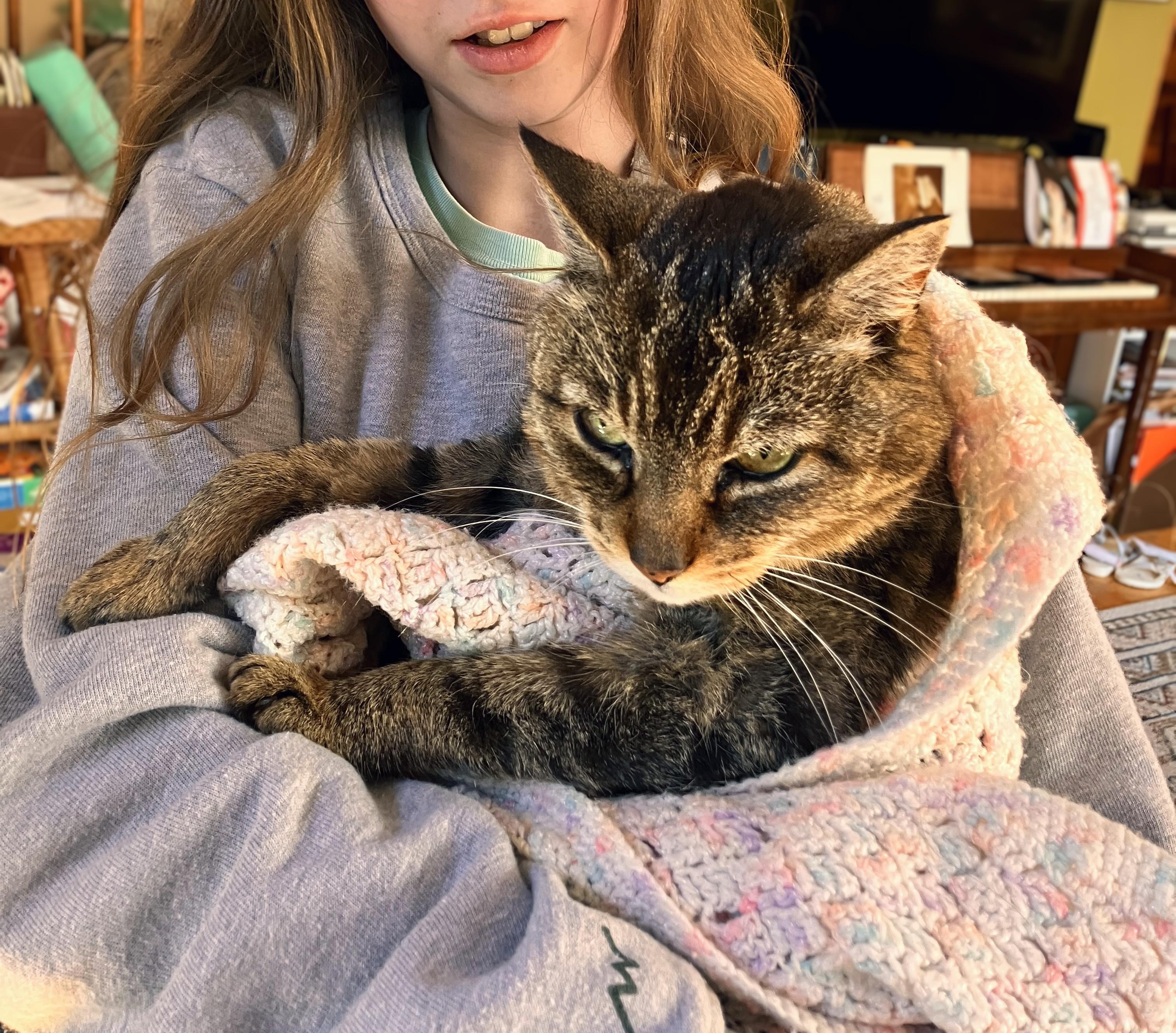 Enlarge Meeka, a Adoptable Domestic Medium Hair in Burlington, VT image 2/6