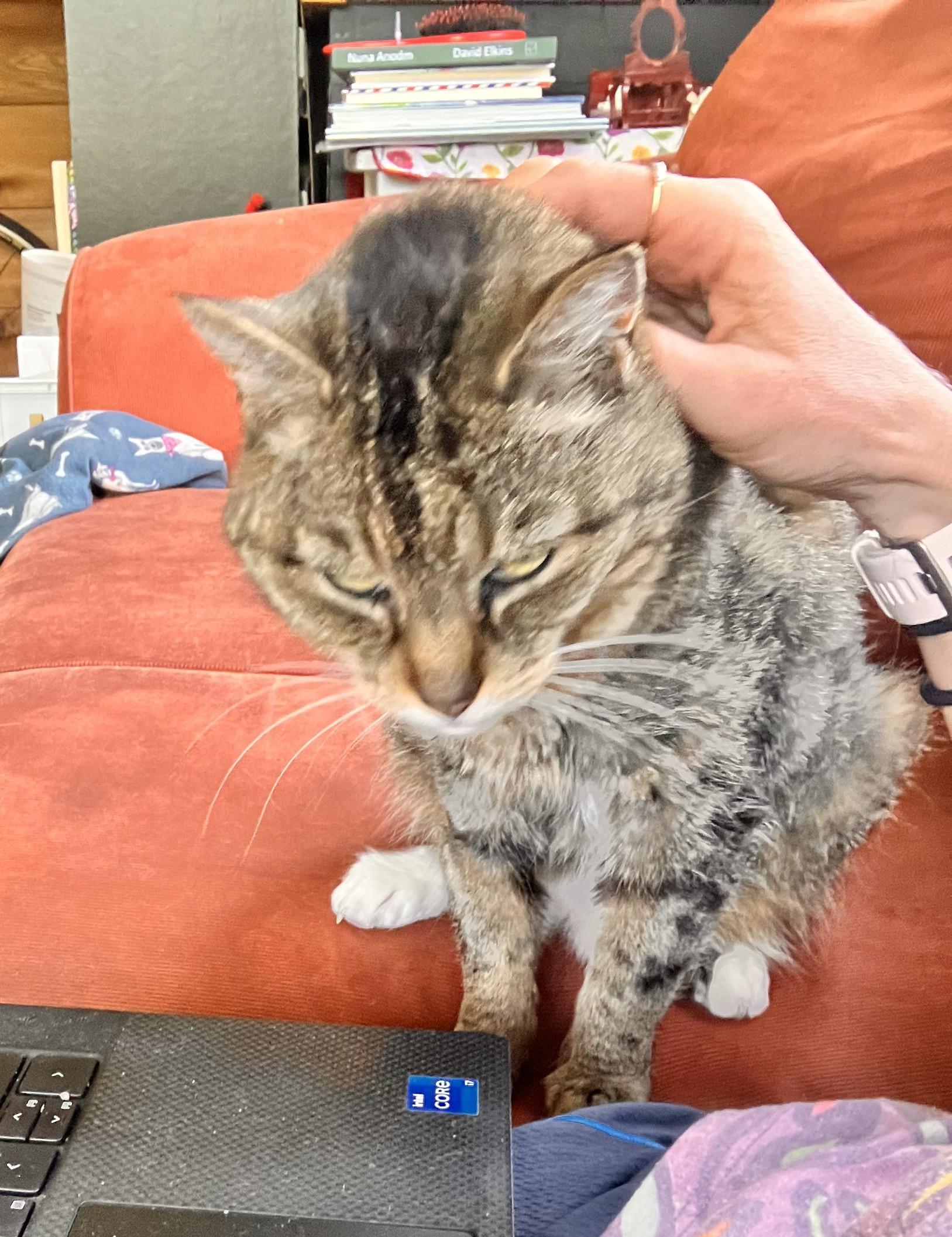 Enlarge Meeka, a Adoptable Domestic Medium Hair in Burlington, VT image 3/6